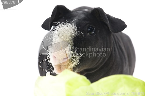 Image of skinny guinea pig isolated on the white background