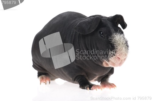 Image of skinny guinea pig isolated on the white background