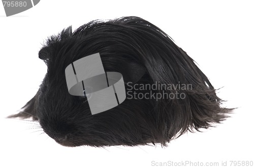 Image of guinea pig isolated on the white background