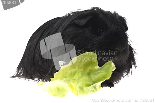 Image of guinea pig isolated on the white background