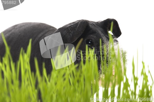 Image of skinny guinea pig isolated on the white background