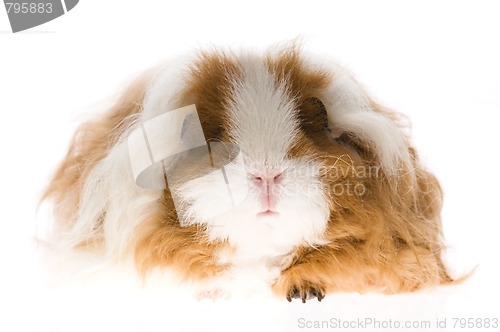 Image of guinea pig isolated on the white background