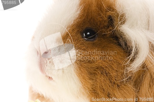 Image of guinea pig isolated on the white background