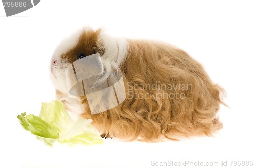 Image of guinea pig isolated on the white background