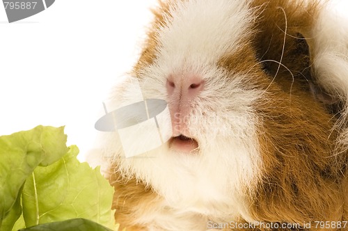 Image of guinea pig isolated on the white background