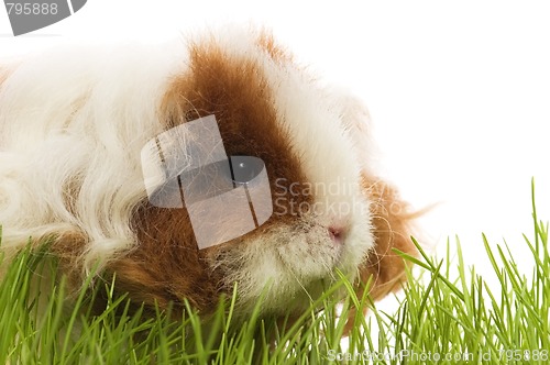 Image of guinea pig isolated on the white background