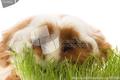 Image of guinea pig isolated on the white background