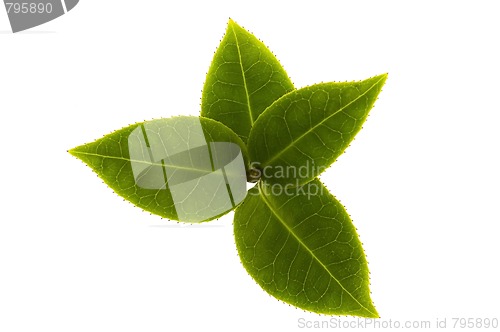 Image of fresh tea branch isolated on the white background