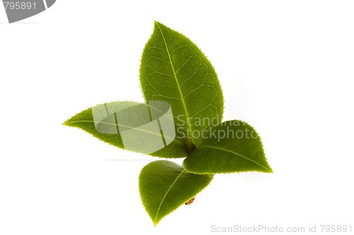 Image of fresh tea branch isolated on the white background