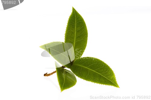 Image of fresh tea branch isolated on the white background