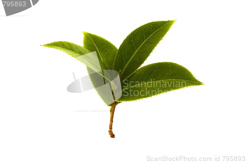 Image of fresh tea branch isolated on the white background