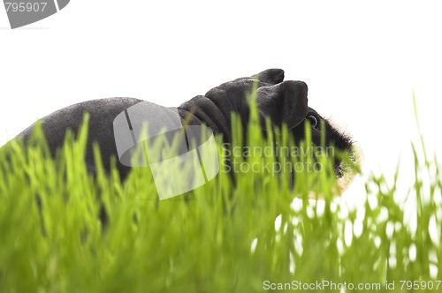 Image of skinny guinea pig isolated on the white background
