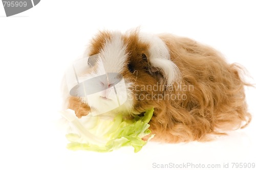 Image of guinea pig isolated on the white background