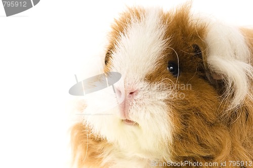 Image of guinea pig isolated on the white background