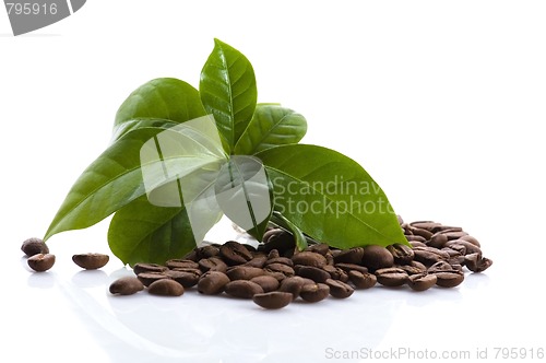 Image of growing coffee