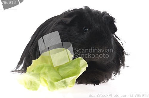 Image of guinea pig isolated on the white background