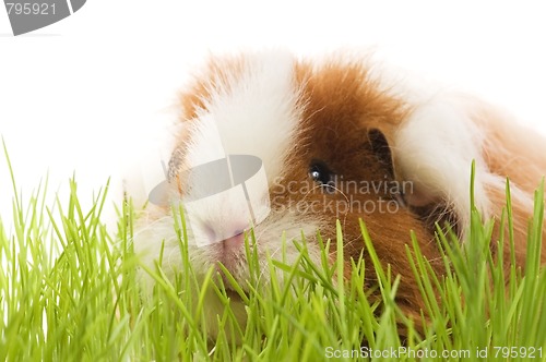 Image of guinea pig isolated on the white background