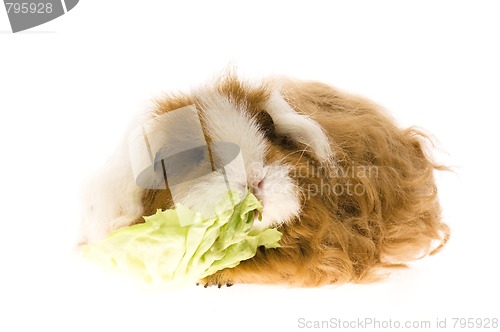 Image of guinea pig isolated on the white background