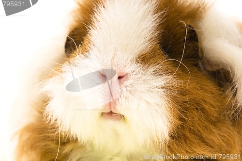 Image of guinea pig isolated on the white background