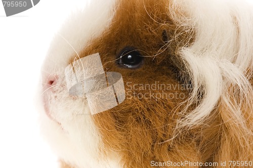 Image of guinea pig isolated on the white background