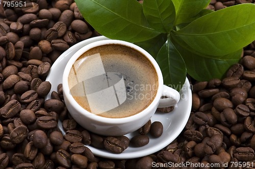 Image of fresh coffee with coffee branch
