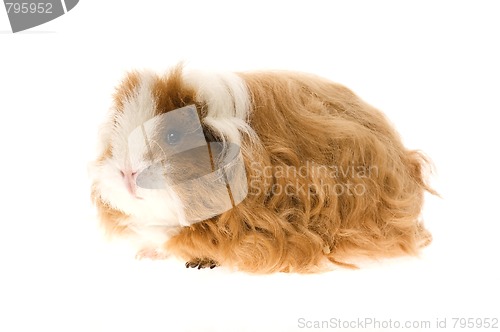 Image of guinea pig isolated on the white background