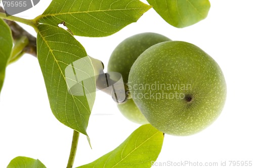 Image of growing walnuts isolated on the white