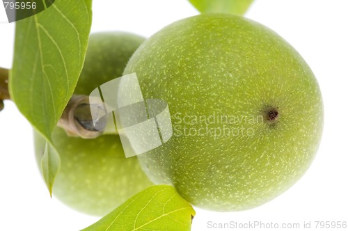 Image of growing walnuts isolated on the white