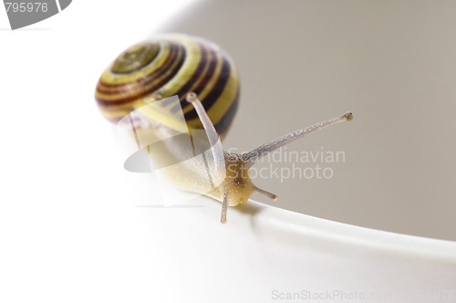 Image of snail