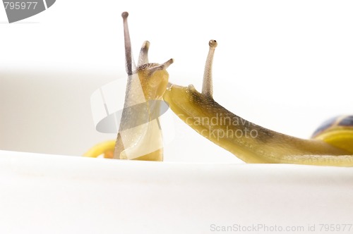 Image of snails. slow love