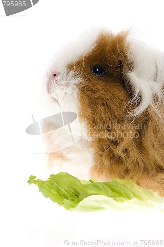 Image of guinea pig isolated on the white background