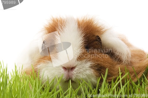 Image of guinea pig isolated on the white background