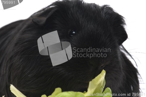 Image of guinea pig isolated on the white background