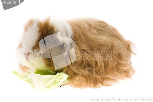 Image of guinea pig isolated on the white background