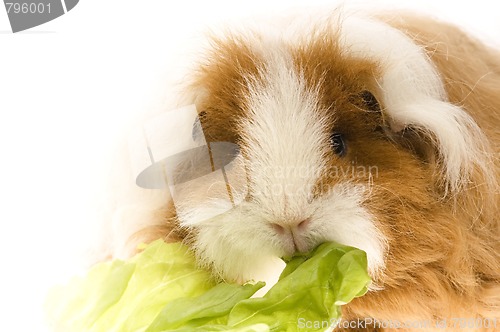 Image of guinea pig isolated on the white background