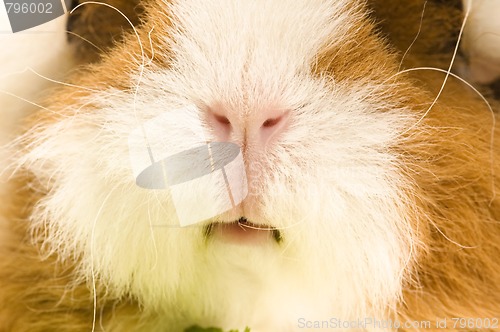 Image of guinea pig isolated on the white background