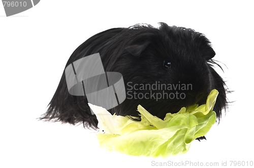 Image of guinea pig isolated on the white background