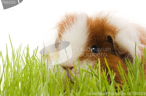 Image of guinea pig isolated on the white background