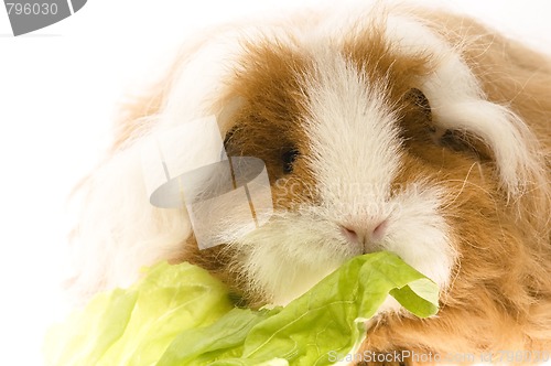 Image of guinea pig isolated on the white background