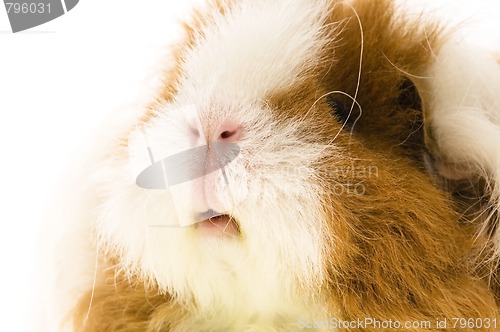 Image of guinea pig isolated on the white background