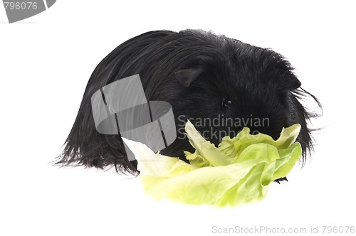 Image of guinea pig isolated on the white background