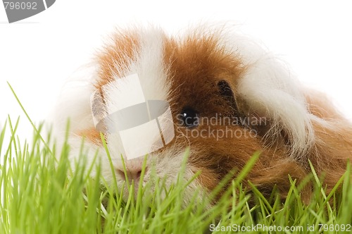 Image of guinea pig isolated on the white background