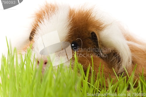 Image of guinea pig isolated on the white background