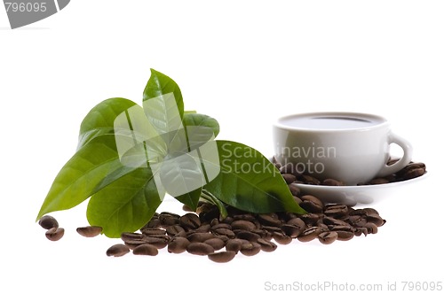 Image of fresh coffee with coffee branch