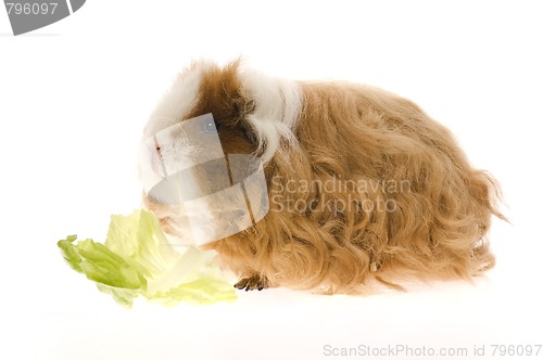 Image of guinea pig isolated on the white background