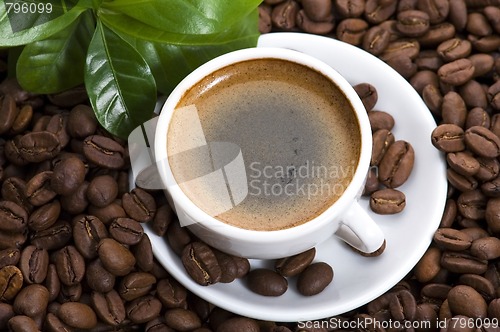 Image of fresh coffee with coffee branch