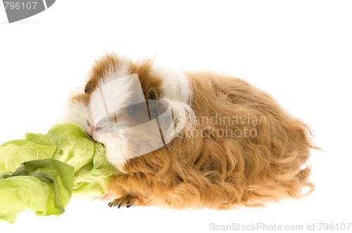 Image of guinea pig isolated on the white background