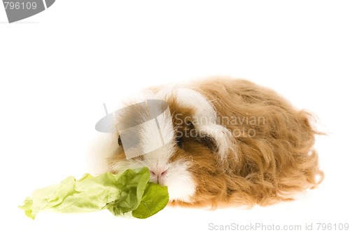 Image of guinea pig isolated on the white background