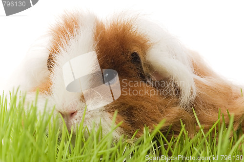 Image of guinea pig isolated on the white background