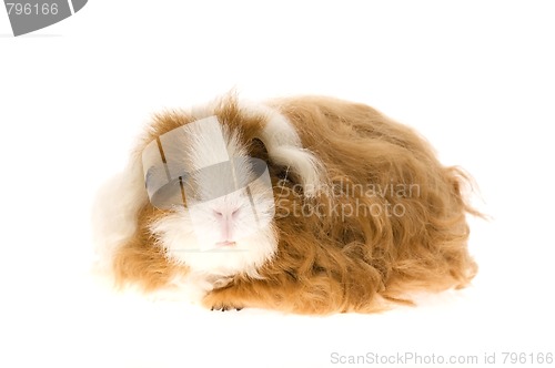 Image of guinea pig - texel